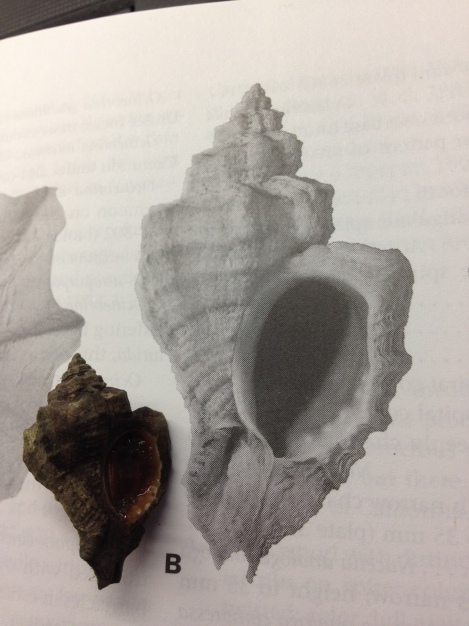 The Japanese oyster drill (Ocinebrellus inornatus) also consumes Olympia oysters. This is a field collected individual from Tomales Bay photographed next to it's plate figure from Light's Manual. 